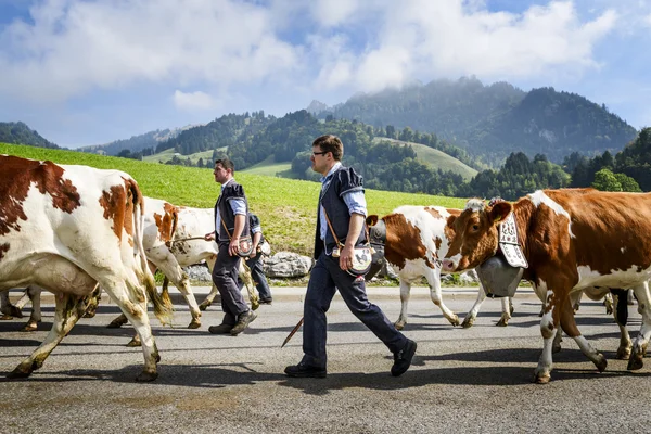 Événement de transhumance à Charmey — Photo