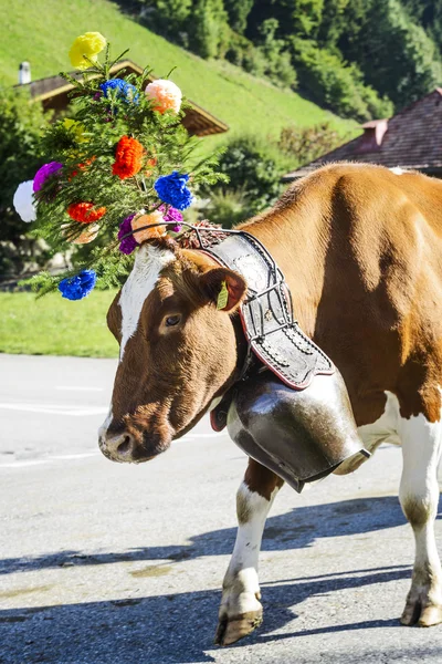 Événement de transhumance à Charmey — Photo