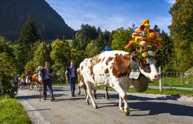 transhumance event in Charmey clipart