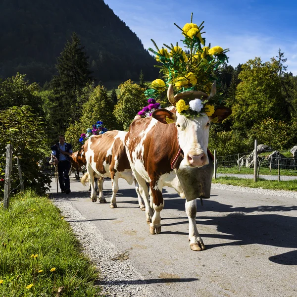 Zdarzenia sezonowego wypasu bydła w Charmey, Gruyères — Zdjęcie stockowe