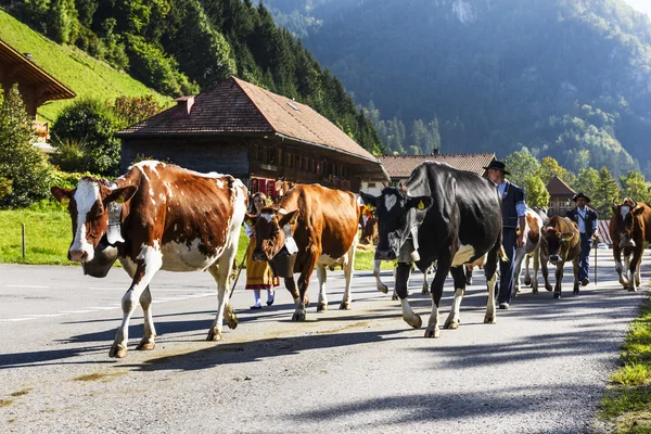 Transhumance evenement in Charmey — Stockfoto