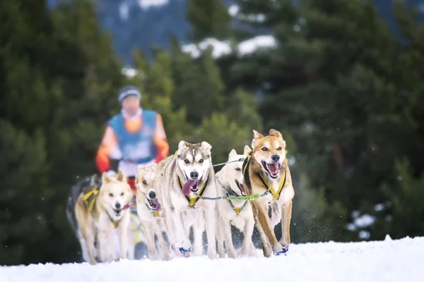 Släde hundar i hastighet racing — Stockfoto