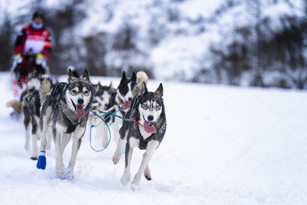 Sledge dogs in speed racing