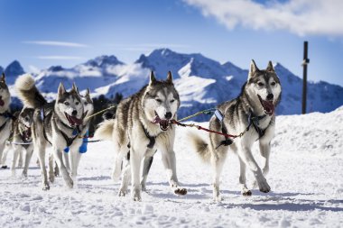 Hız yarış kızak köpekleri