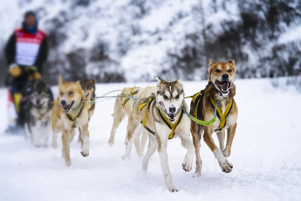 Släde hundar i hastighet racing — Stockfoto