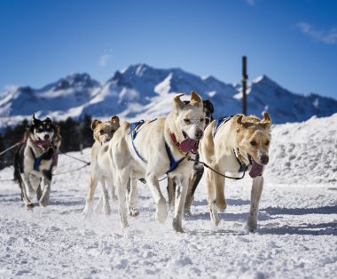 Hız yarış kızak köpekleri