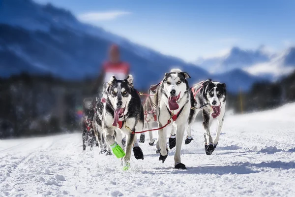 Släde hundar i hastighet racing — Stockfoto