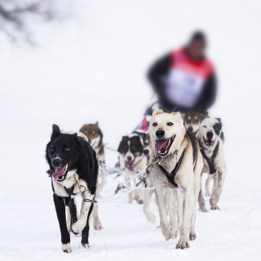 Hız yarış kızak köpekleri