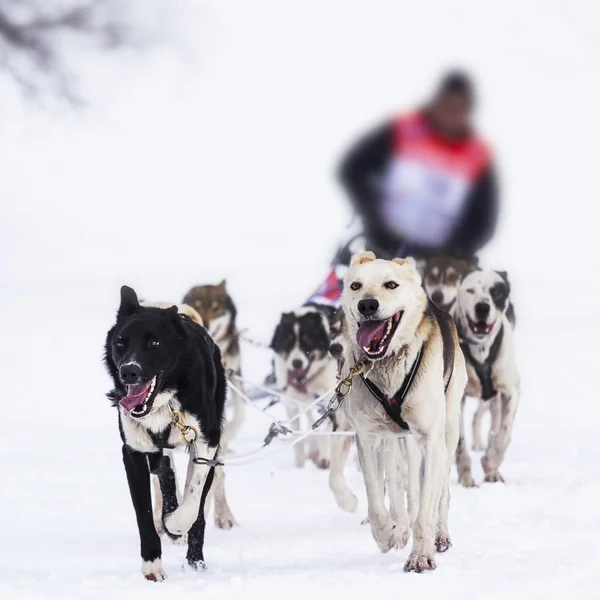 Släde hundar i hastighet racing — Stockfoto