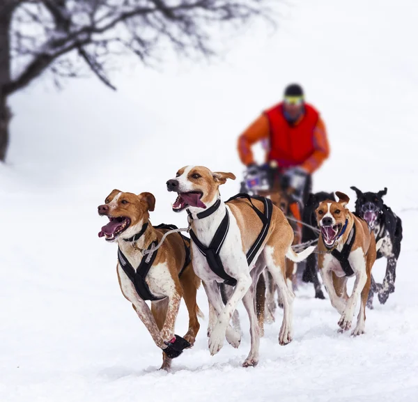 Släde hundar i hastighet racing — Stockfoto