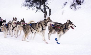 Hız yarış kızak köpekleri