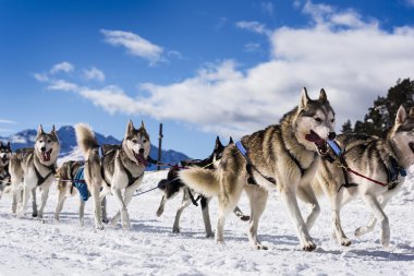 Hız yarış kızak köpekleri