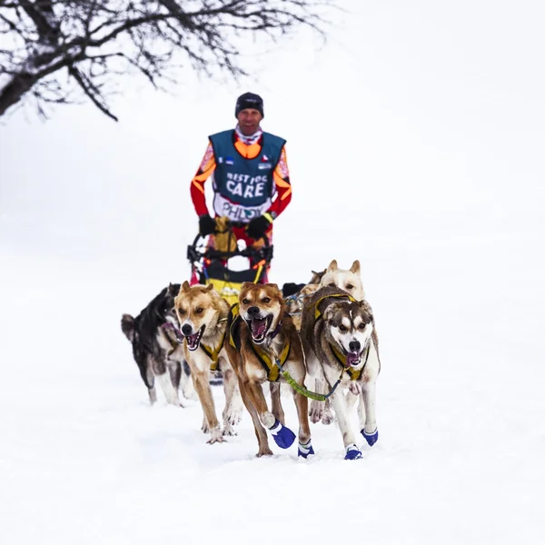 Perros trineo en carreras de velocidad —  Fotos de Stock