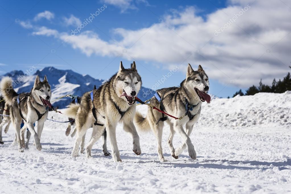 Sledge dogs in speed racing