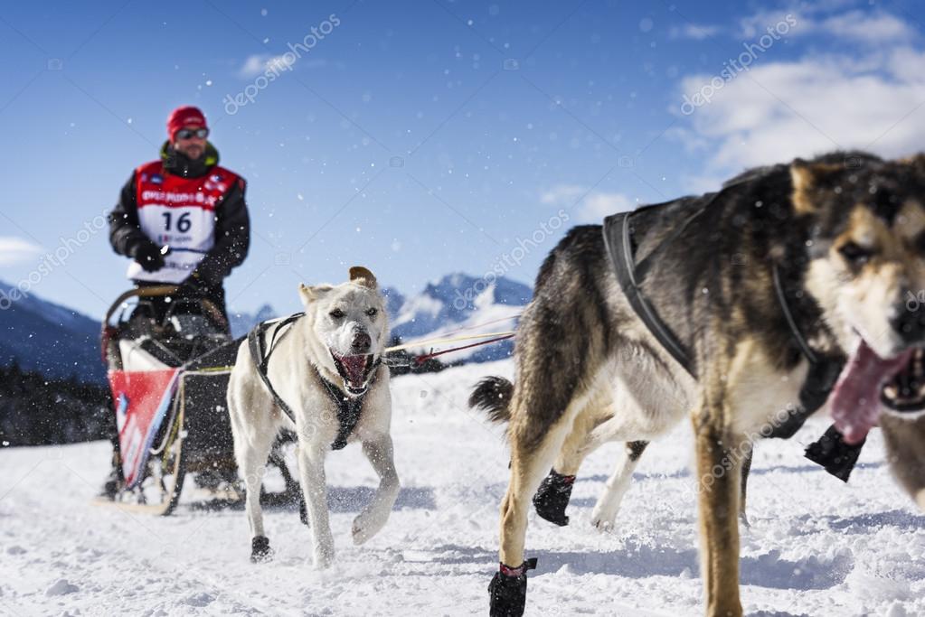 Chiens De Traîneau Dans Les Courses De Vitesse Photo