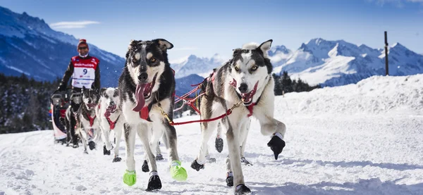 Chiens de traîneau en course de vitesse — Photo