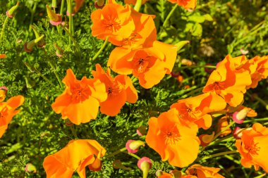 Bir yaz çayır turuncu haşhaş