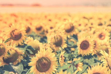 Parlak yaz ayçiçeği