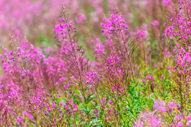 Kabarık pembe fireweed çiçek
