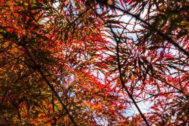 Japon kırmızı akçaağaç