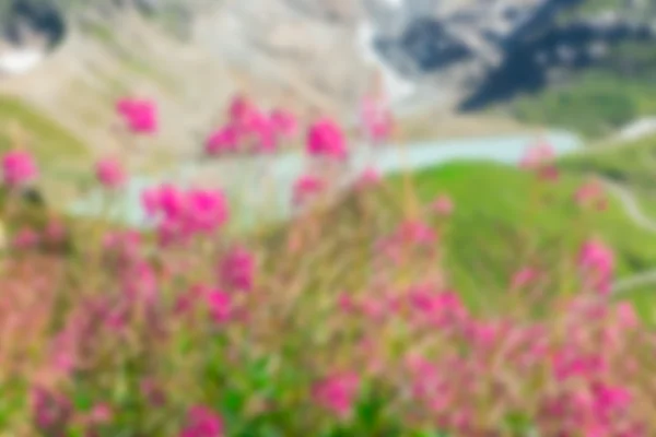 Swiss Apls vista com flores rosa selvagens — Fotografia de Stock