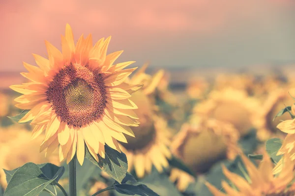 Girasoles de verano brillantes — Foto de Stock