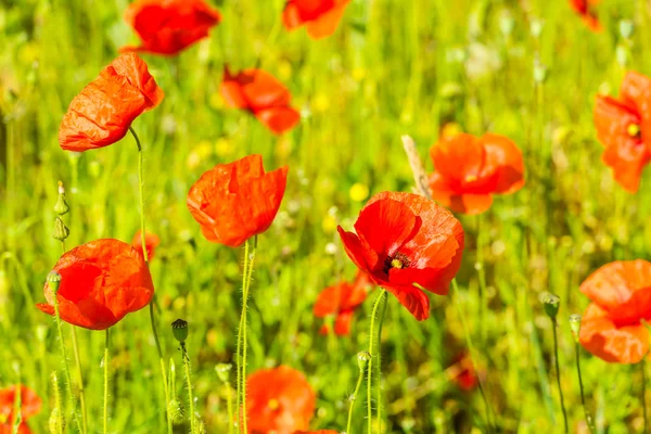 여름 풀밭에 빨간 양 귀 비 — 스톡 사진
