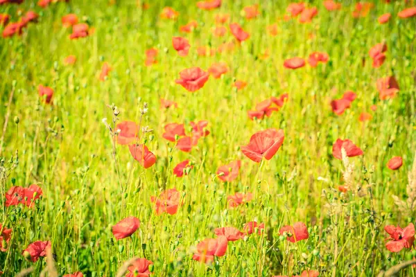 Rote Mohnblumen auf einer Sommerwiese — Stockfoto