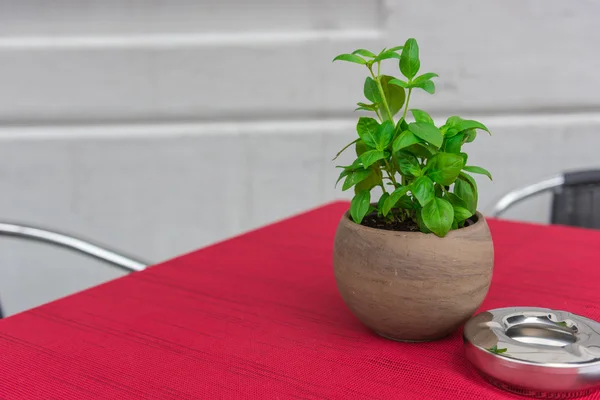 Mesa de café con hierbas en una olla — Foto de Stock
