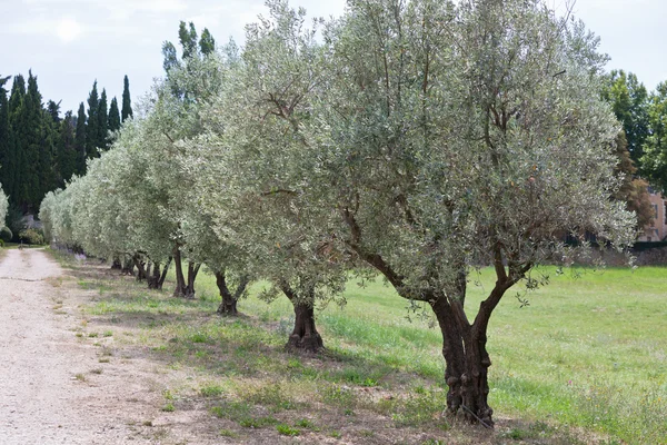 Uličky oliv v Provence, Francie — Stock fotografie