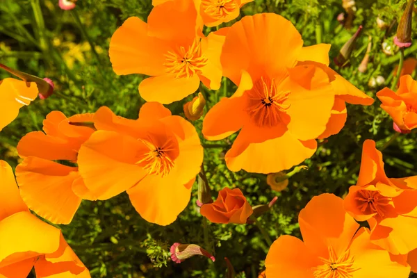 Orange poppies in a summer meadow — Stock Photo, Image