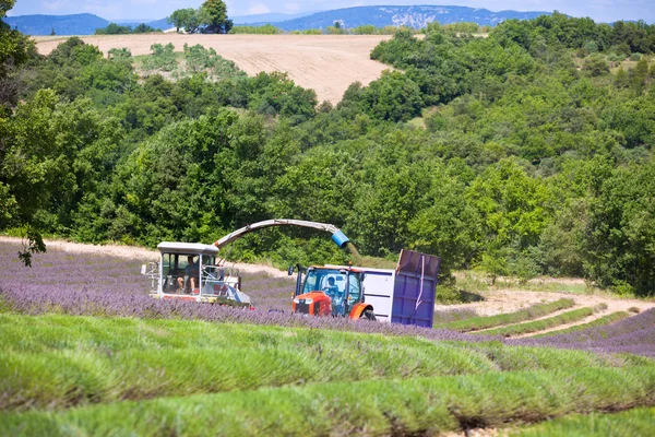 Lawenda pole zbiorów w Provence, Francja — Zdjęcie stockowe