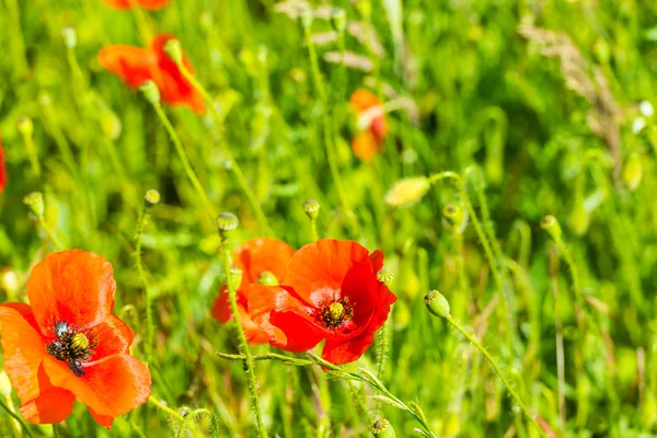 在夏天草地上的红色罂粟花 — 图库照片