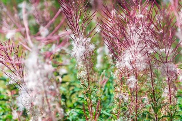 Puszyste fireweed różowe kwiaty — Zdjęcie stockowe