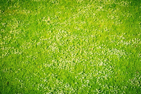 Hvite tusenfryd på en grønn plen om våren – stockfoto