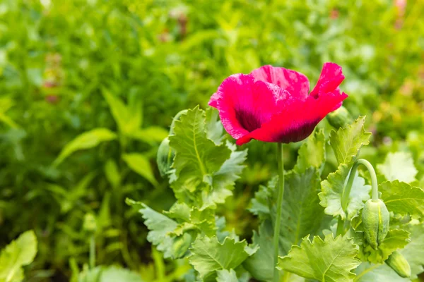 Red poppy in a summer meadow — Stock Photo, Image