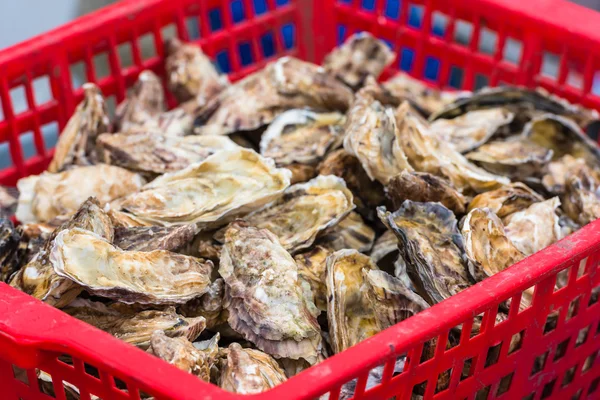 Marché aux huîtres à Cancale — Photo