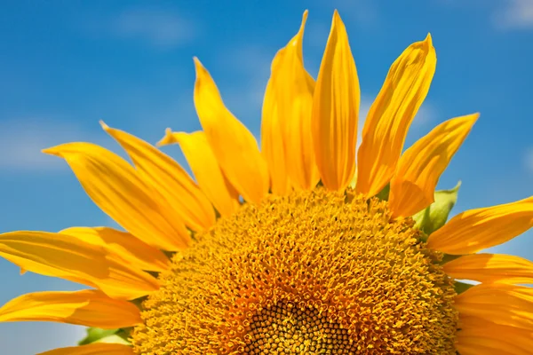 Yellow Sunflower Close up — Stock Photo, Image