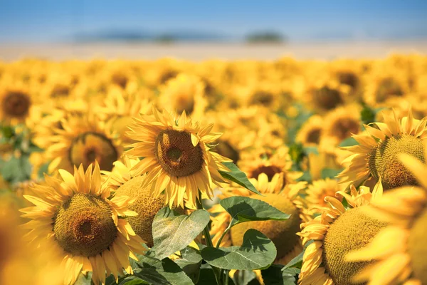 Strahlende Sommersonnenblumen — Stockfoto