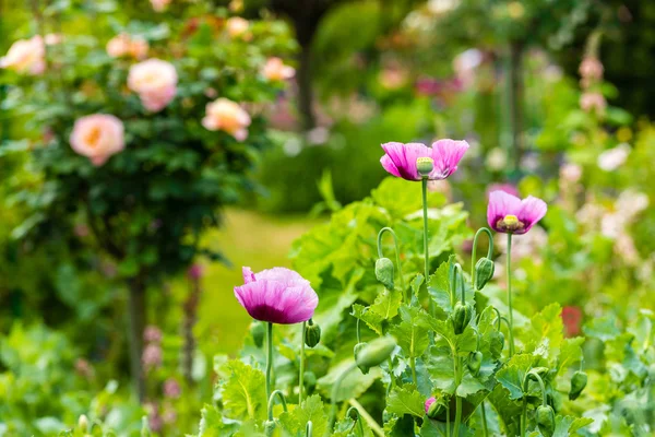 Rosa vallmo i en sommarträdgård — Stockfoto