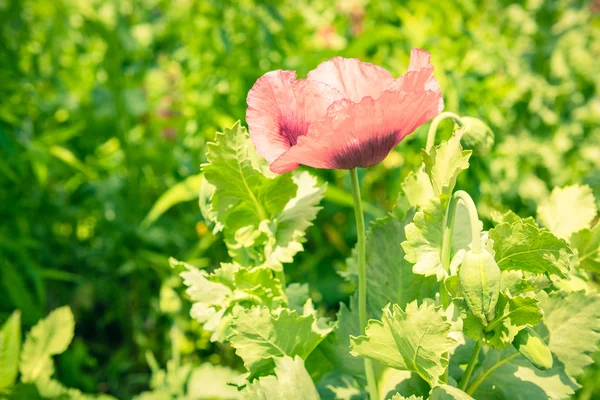 Röd vallmo i en sommar — Stockfoto