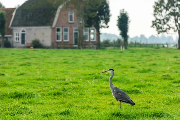 Garza gris salvaje sobre una hierba verde brillante — Foto de Stock