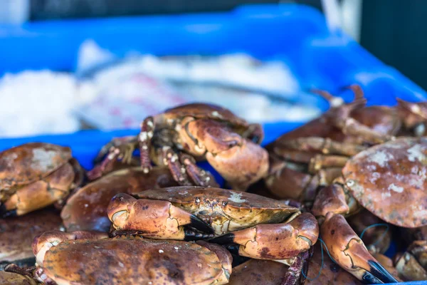 Raw whole crabs on ice. — Stock Photo, Image