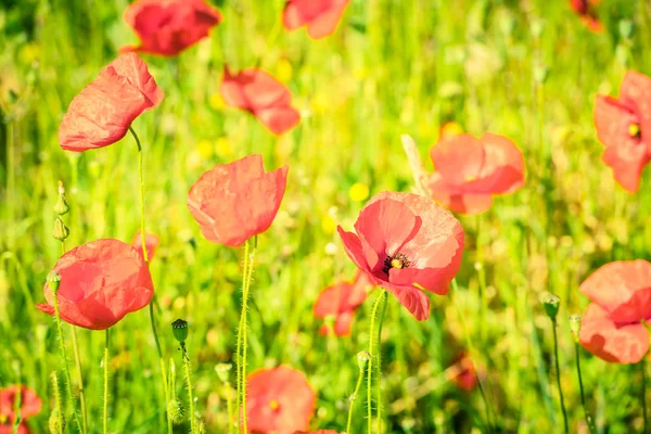 Rote Mohnblumen auf einer Sommerwiese — Stockfoto