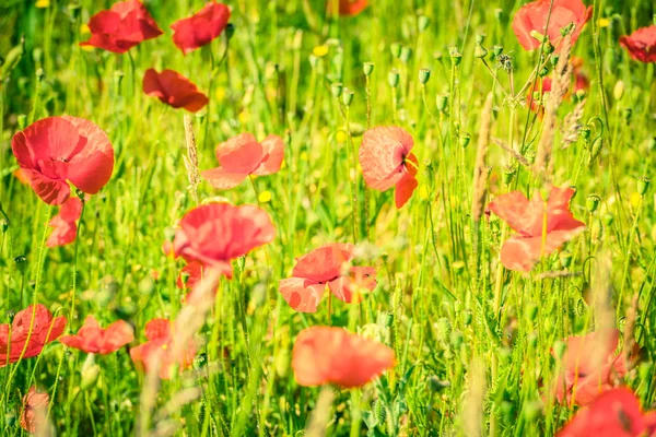 Rote Mohnblumen auf einer Sommerwiese — Stockfoto