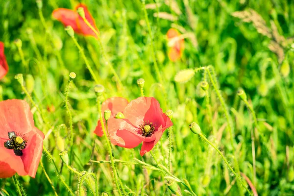 Papoulas vermelhas em um prado de verão — Fotografia de Stock