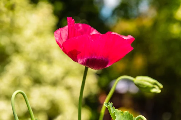 在夏天草地红罂粟 — 图库照片