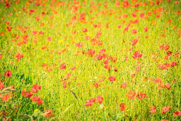 夏の草原で赤いケシ — ストック写真