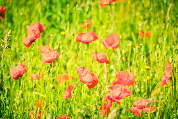 Red poppies in a summer meadow — Stock Photo, Image