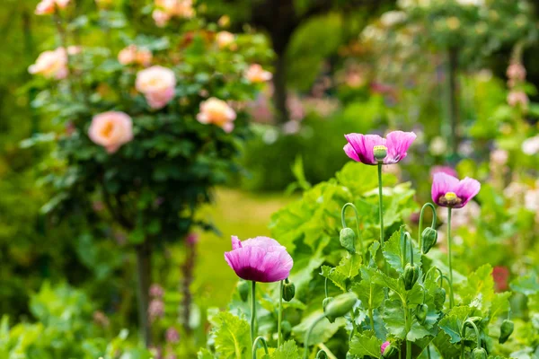 Rosa vallmo i en sommarträdgård — Stockfoto